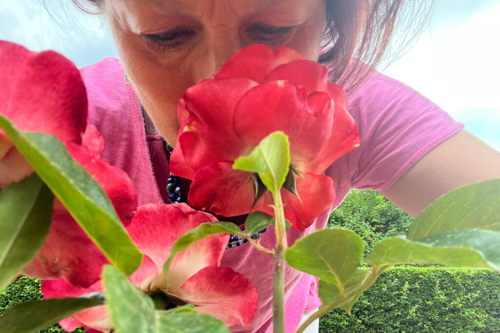 Die vielen duftenden Rosen im Rosengarten von Fort X